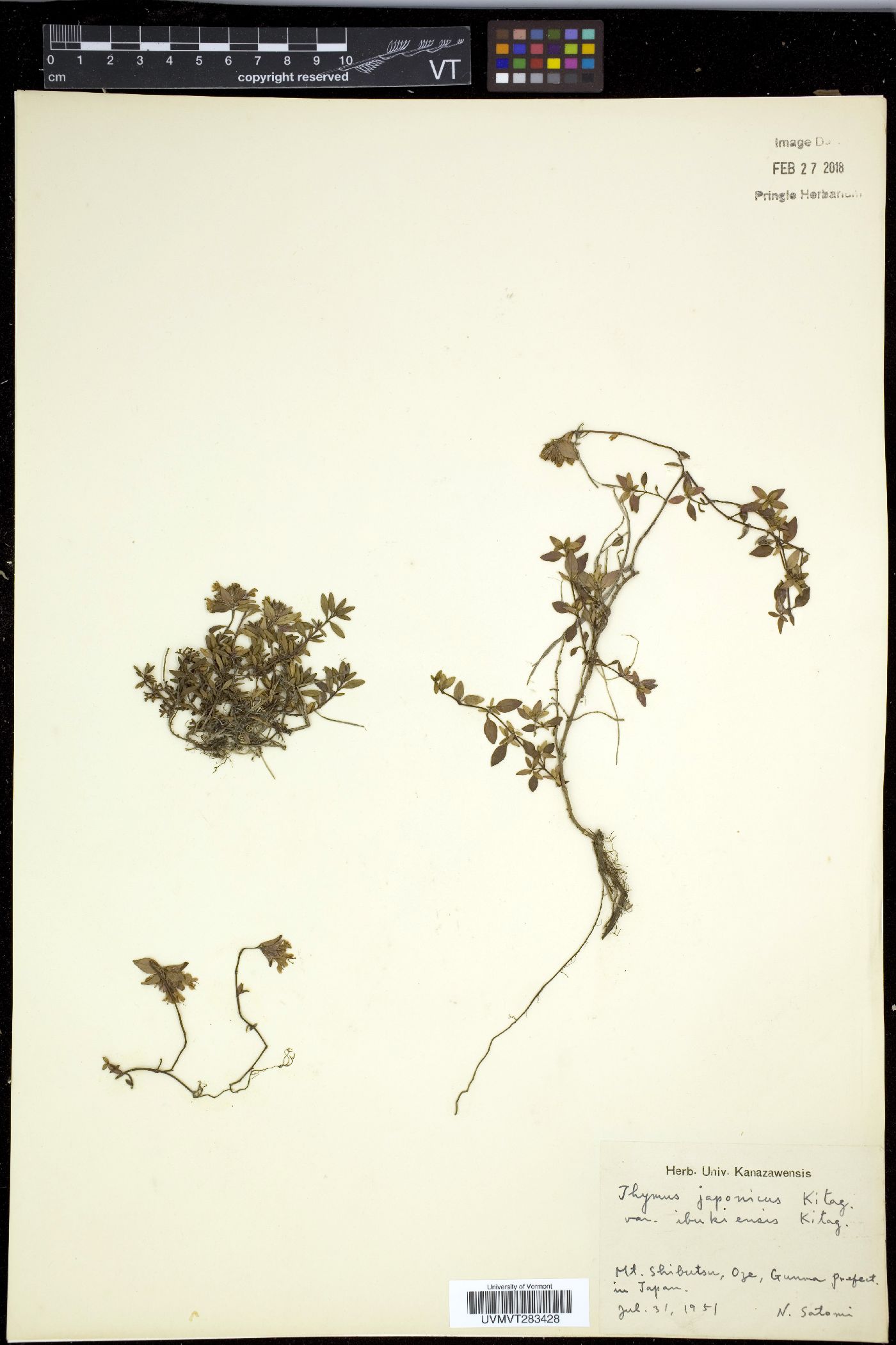 Thymus japonicus image