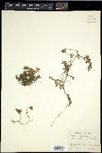 Thymus japonicus image