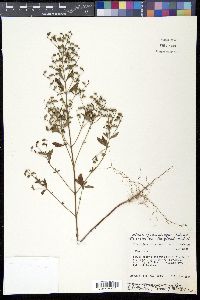 Trichostema dichotomum image