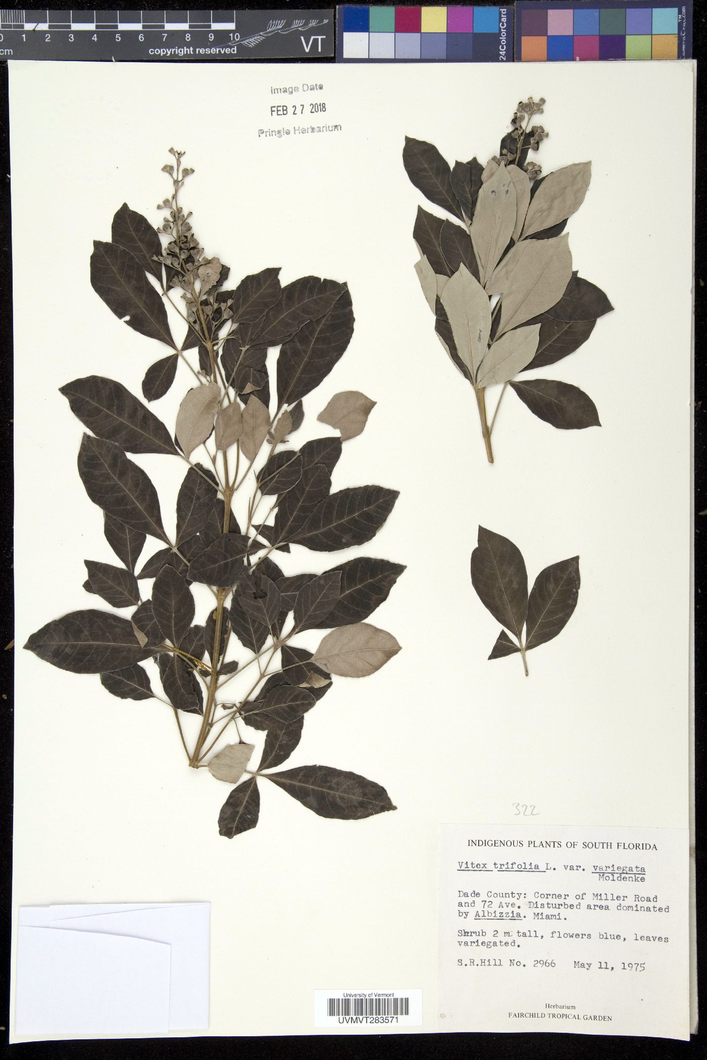 Vitex trifolia var. variegata image