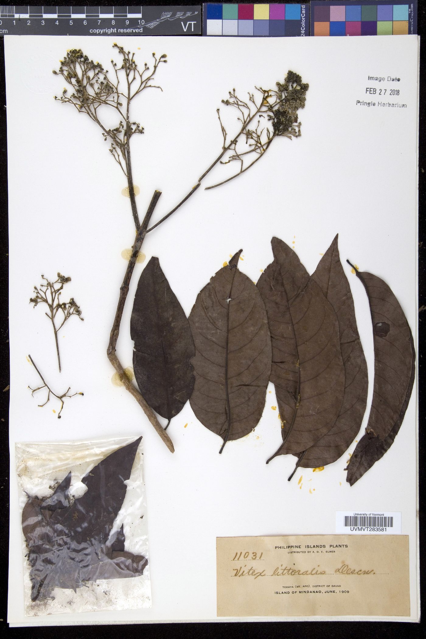 Vitex littoralis image