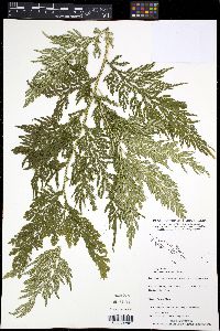 Selaginella rechingeri image