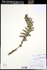 Image of Athyrium wallichianum