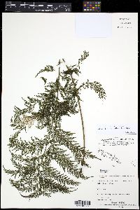 Callistopteris apiifolia image