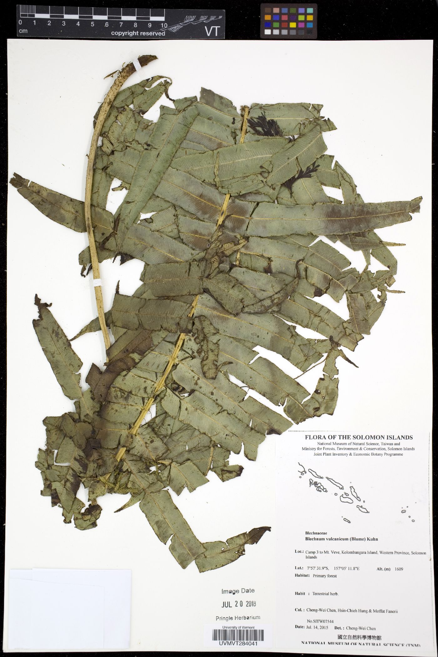 Blechnum vulcanicum image