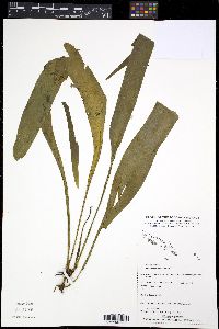 Image of Ophioglossum pendulum