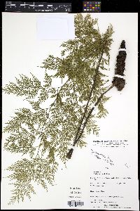 Asplenium powellii image