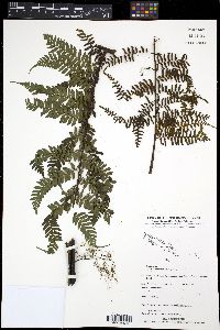 Cyathea hornei image