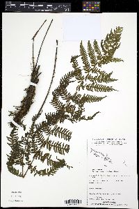 Image of Coryphopteris pubirachis