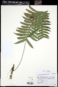 Serpocaulon falcaria image