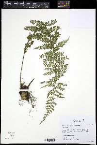 Asplenium blepharophorum image