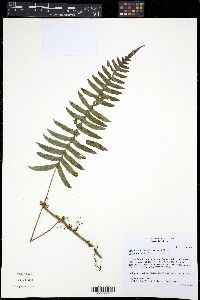 Serpocaulon falcaria image