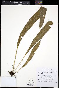 Elaphoglossum auricomum image