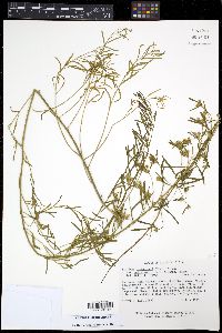 Stylisma pickeringii image