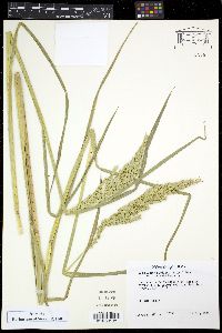 Echinochloa muricata var. muricata image