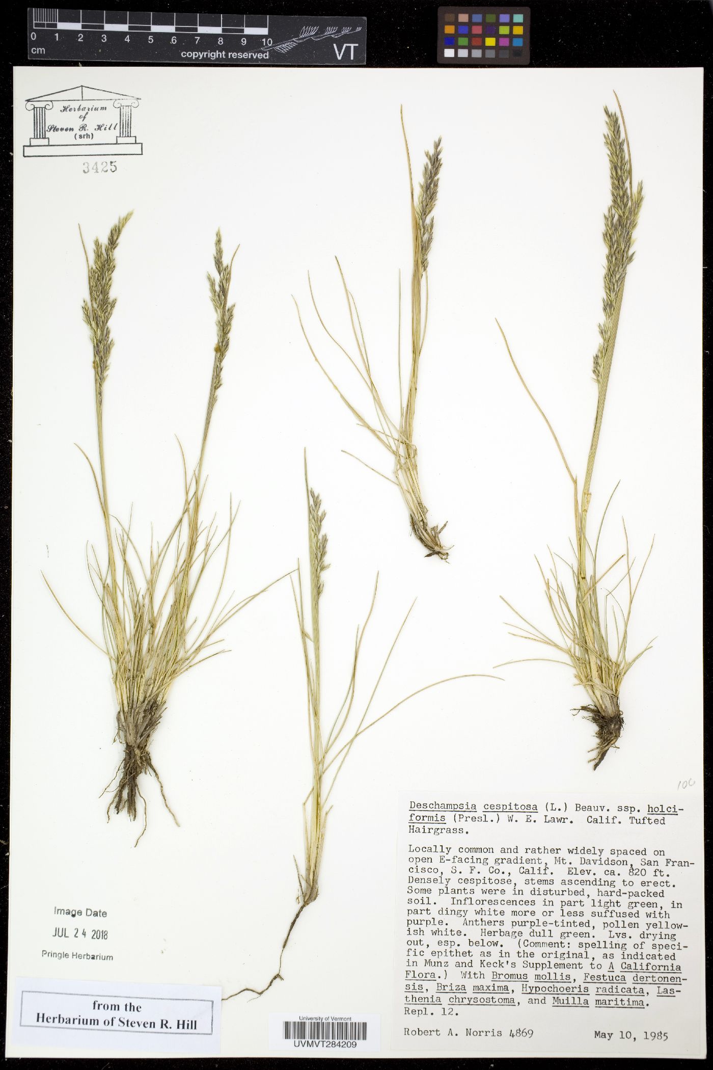 Deschampsia holciformis image