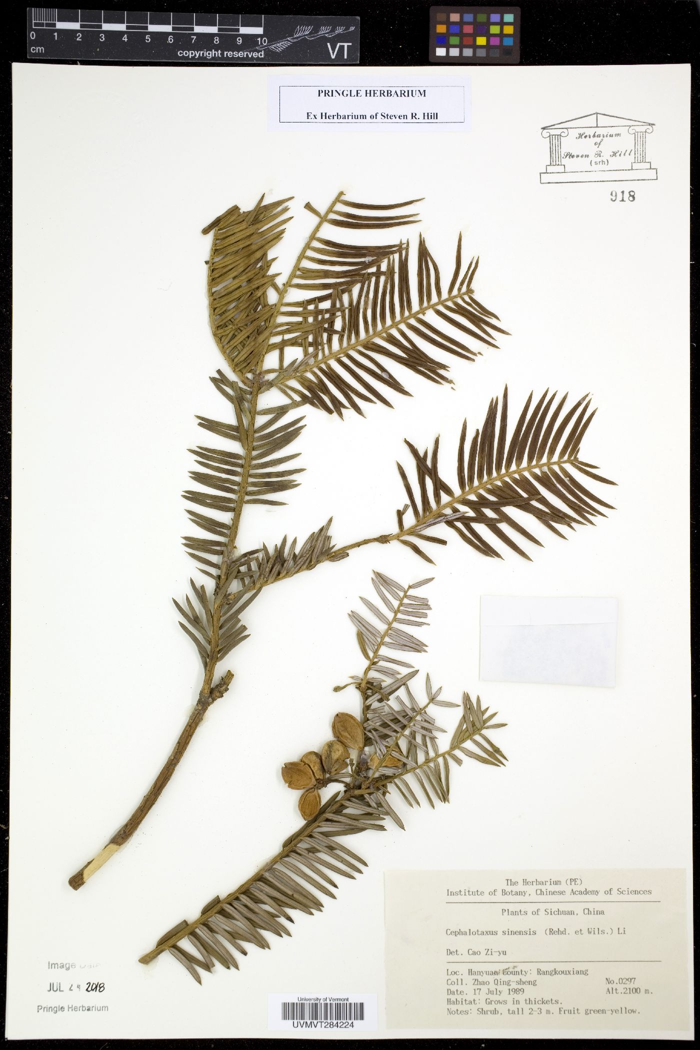 Cephalotaxus sinensis image