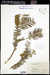 Cephalotaxus sinensis image