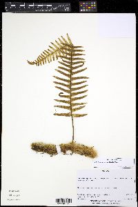 Image of Polypodium martensii