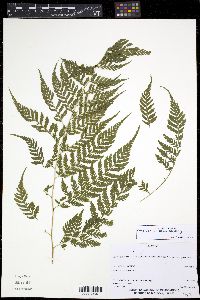 Parapolystichum effusum image