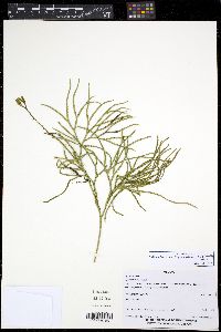 Diphasiastrum thyoides image