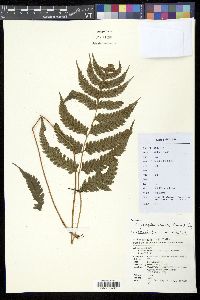 Image of Anisocampium sheareri