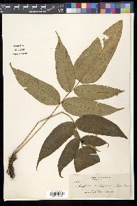 Image of Diplazium cordifolium