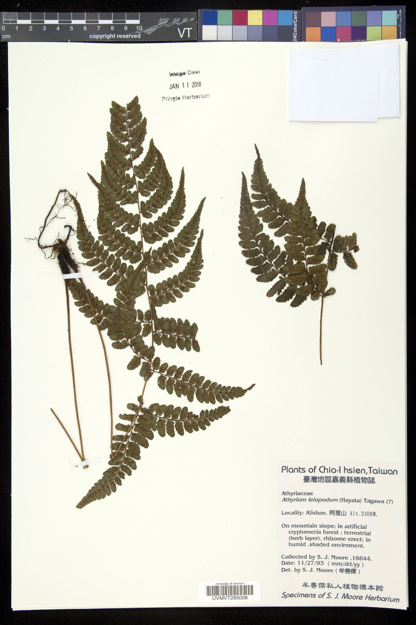 Athyrium leiopodum image