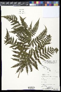 Media resource of Diplazium harpeodes