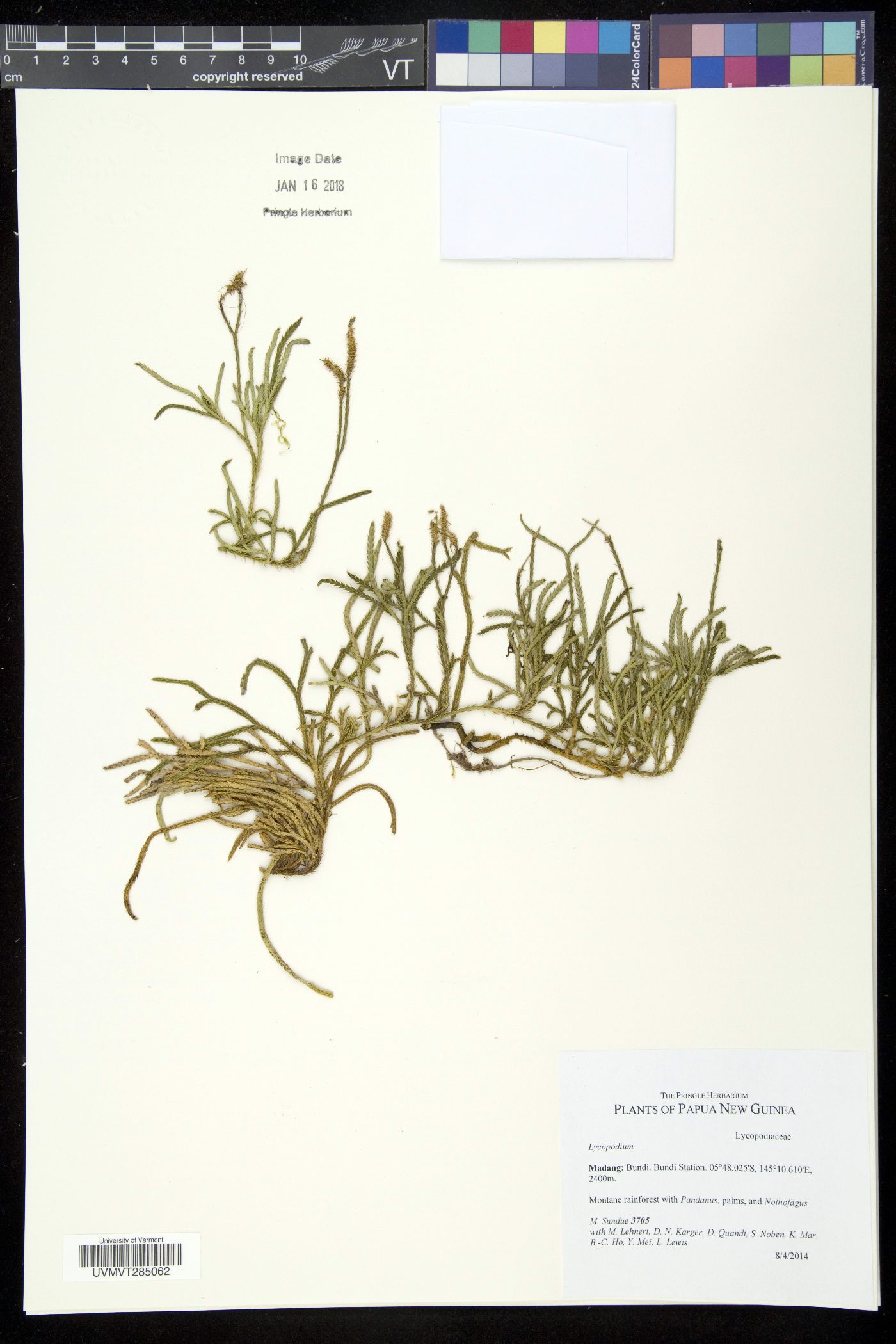 Diphasiastrum wightianum image