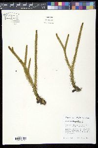 Lycopodiella alopecuroides image