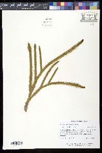 Lycopodiella alopecuroides image