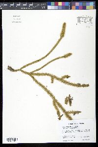 Lycopodiella alopecuroides image