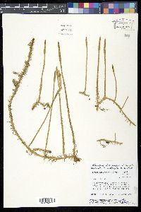 Lycopodium appressum image