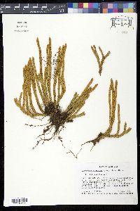 Lycopodium attenuatum image