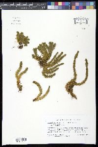 Image of Lycopodium porophilum