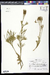Image of Diphasiastrum thyoides