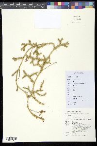 Media resource of Palhinhaea cernua