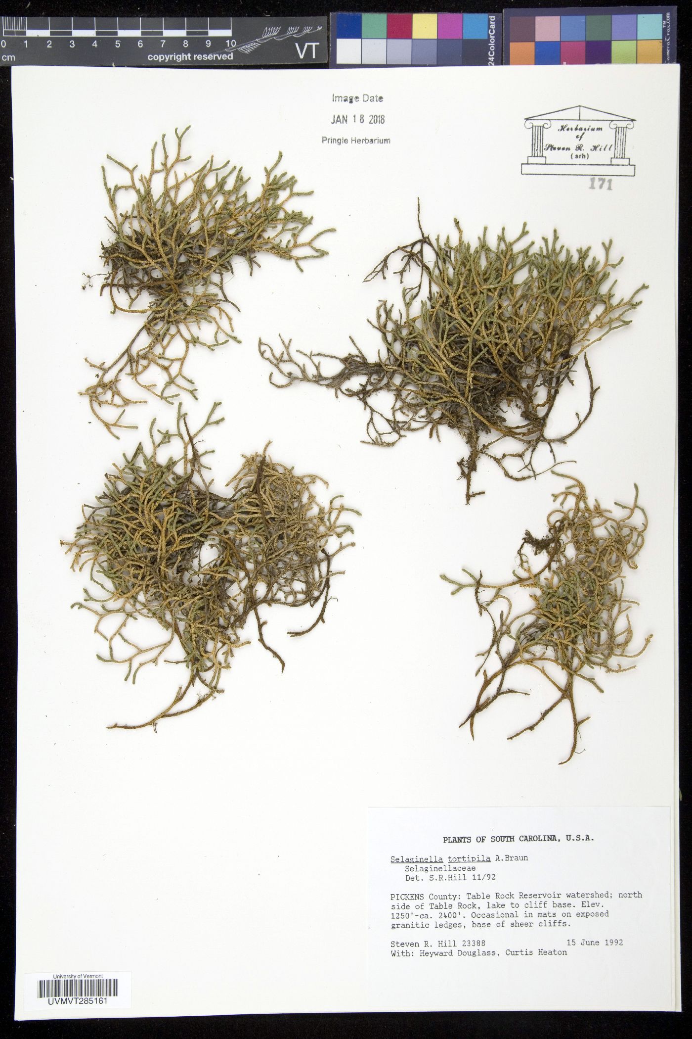 Selaginella tortipila image