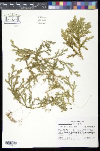 Image of Selaginella diffusa