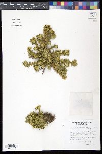 Selaginella lepidophylla image