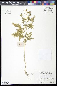 Selaginella moellendorffii image