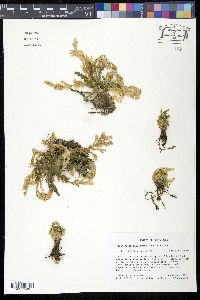 Selaginella pallescens image