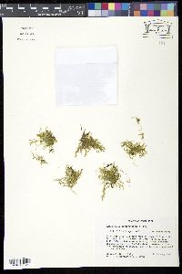 Image of Selaginella porphyrospora