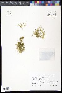 Selaginella rotundifolia image