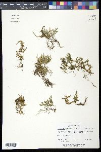 Selaginella rupestris image