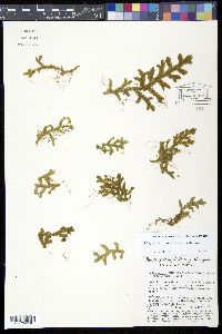 Selaginella breynii image