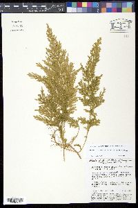 Image of Selaginella conduplicata
