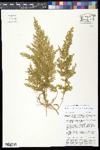 Selaginella conduplicata image