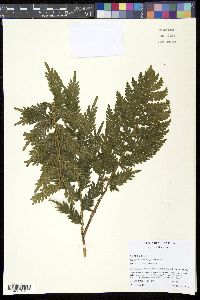 Image of Selaginella exaltata